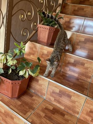 Mushuk polubengal