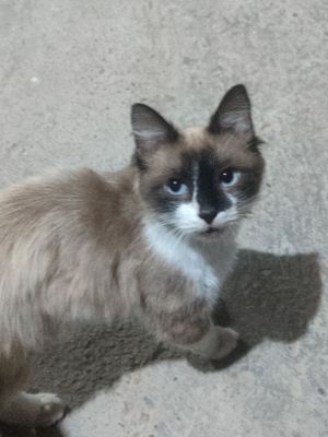 Милый кошка домашний