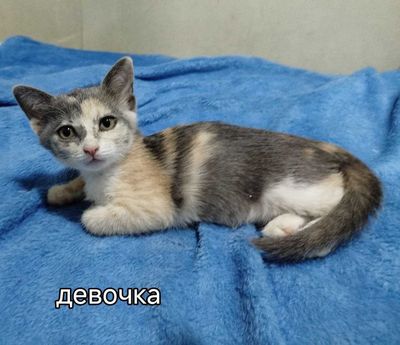 Продаются котята девочка 2 месяца