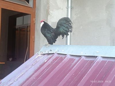 Bentam xoroz sotiladi