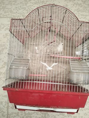 Kanareyka 250.000