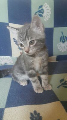 Продаются котята.