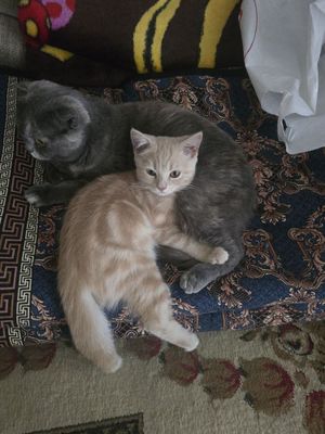 Продается девочка скоттиш страйт