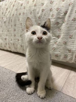 Котенок продается добрым людям