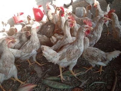Xoʻrozlar sotiladi 6 oylikda oshgan 50.000 dan