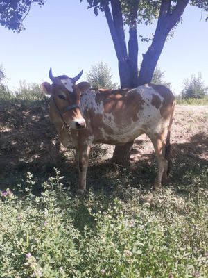 Gunojin sotiladi gavdasi katta ,sigir qilishga zòr variant