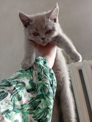 Skotish strayt toza paroda mushuk