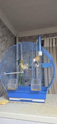Продаются канарейки