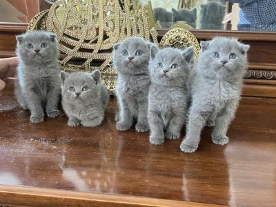 ПРОДАЕТСЯ 5 очераваткльных котят