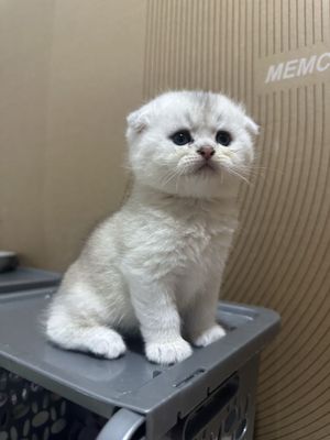 продается котята шиншилла