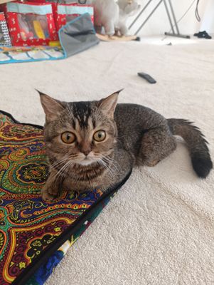 котик