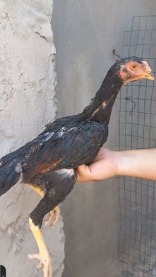 Жўжа сотилади бардови йўл калтели зот