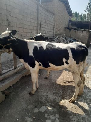 Gunajilar sotiladi