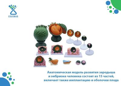 Анатомическая модель развития зародыша и эмбриона человека