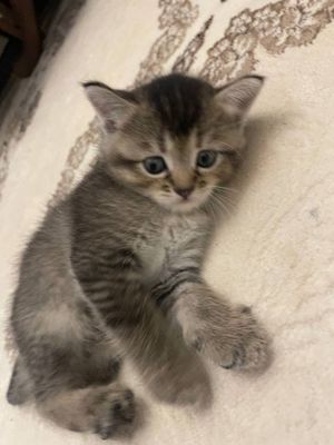 Продается Котенек Шиншилла