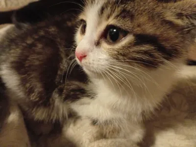 Отдадим Котенка Бесплатно