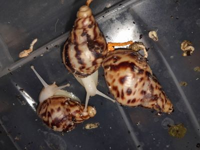 Axatina retikulyata albinoz 4-4.5sm