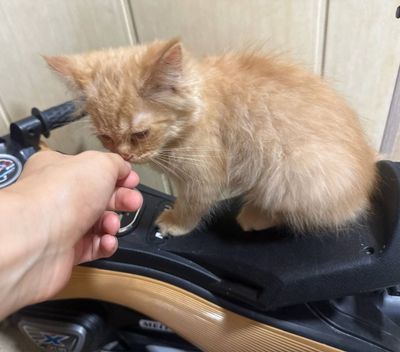Персидская кошка