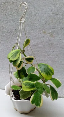 Хойя Керри вариегатная (зелёное сердце).Экзотическое растение для дома