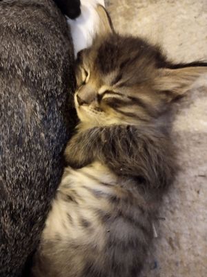 Домашний котенок