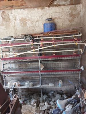Bedana qafas sotiladi