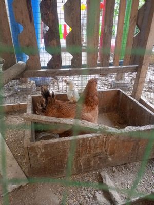 Tovuq jojalari bilan