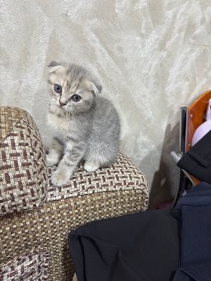 Скоттиш фолд, вислоухие
