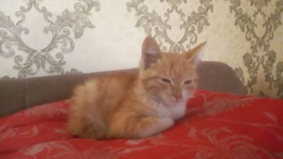 Кошка