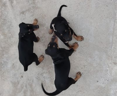Doberman gold ranglaridan ham bor