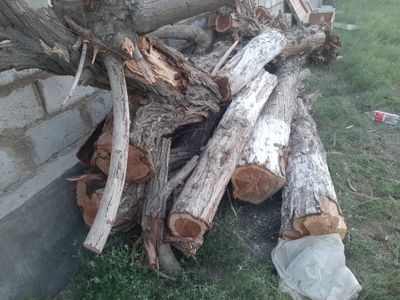 Кундала сотилади 5 та катта дарахт