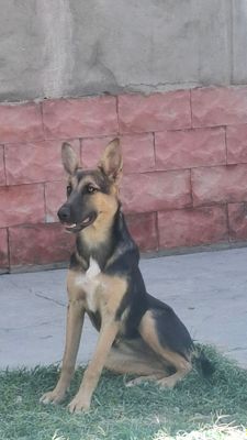 Немецкий овчарка
