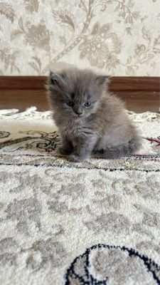Британские котята