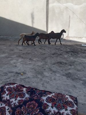 Quychala sotiladi