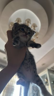 Веселуха котёнок девочка