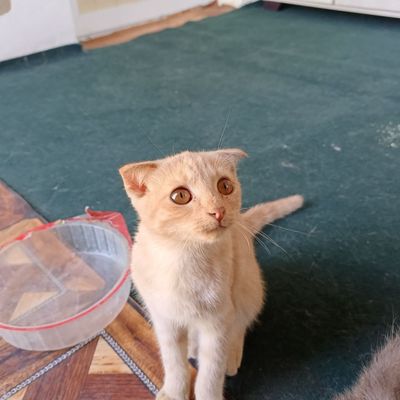 Продам кошек в хорошие руки