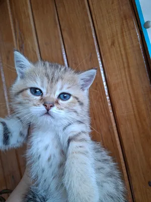 Tigro'vniy shinshilla