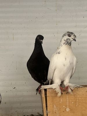 kaptar