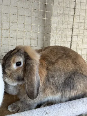 Продается пара декоративных кроликов