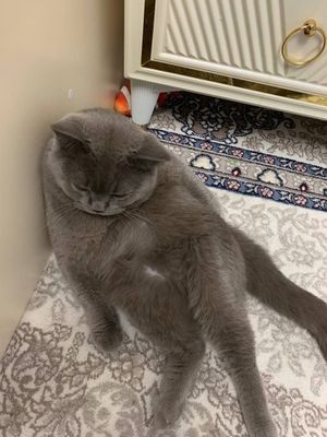 Скотиш фолд 1.5 йошар Скотиш фолд 1.5 йошар Паспирти бор приривка кли