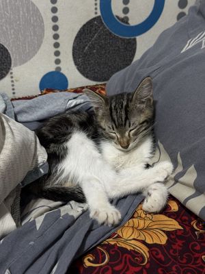 Продаем котенка в добрые руки 2-3 месяца , к лотку приучана