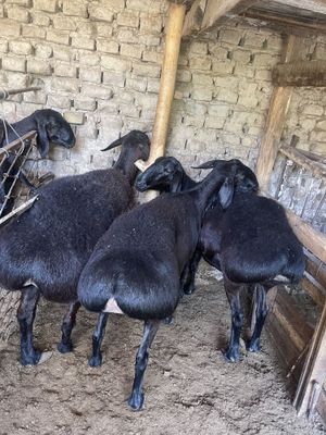 Qoylar sotiladi.