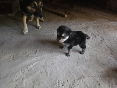 Щенки отдам добрые руки