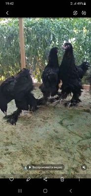Брама жужалари сотилади.