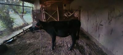 Gʻunojin sotiladi zotli toza mol