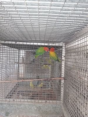 Продаются фишеры