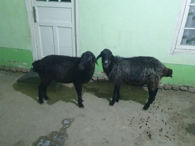 2 ta bug'oz quyla srochno sotiladi Shofirkonda