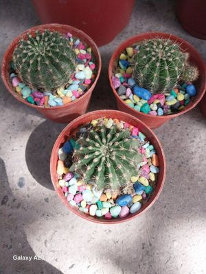 kaktus