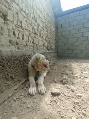 Toza alabay va kangal bolasi oʻgʻil