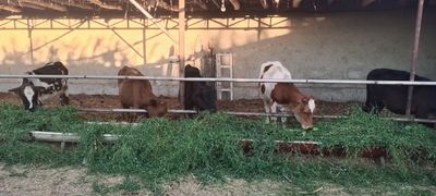 Гунажинлар сотилади