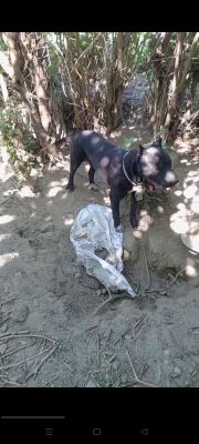 Pitbull sotiladi it ishqibozlari uchun